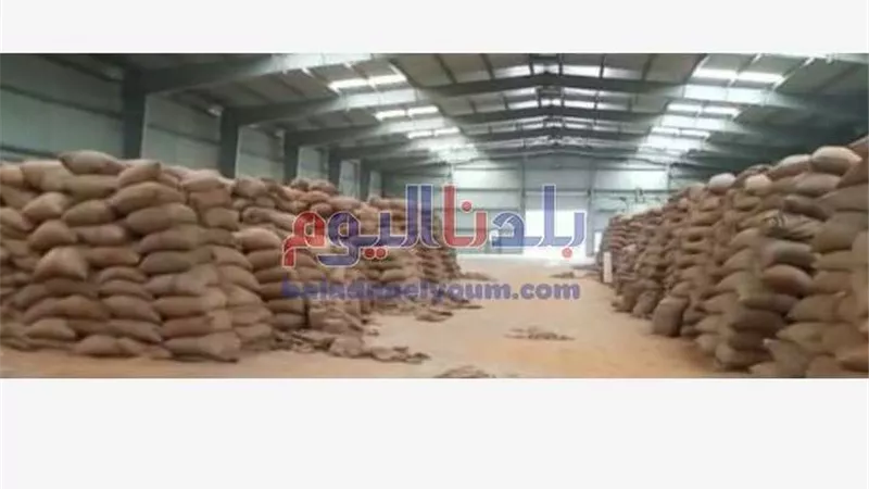 ارتفاع معدلات توريد القمح في شون وصوامع كفر الشيخ لـ193 ألف طن