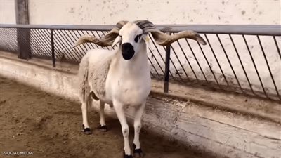 الحكم على 