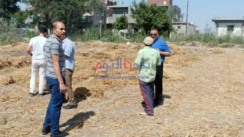 تحرير97 محضر ضد أصحاب حيازات زراعية والسبب القمح
