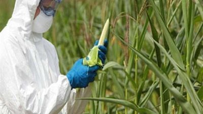 وزير الزراعة: تردد حول تواجد مبيدات مسرطنة في الخضر والفاكهة شائعات مغرضة