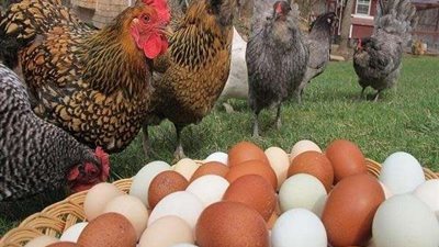 أسعار الدواجن اليوم الثلاثاء 7-6-2022.. البلدي بـ44 جنيهًا للكيلو