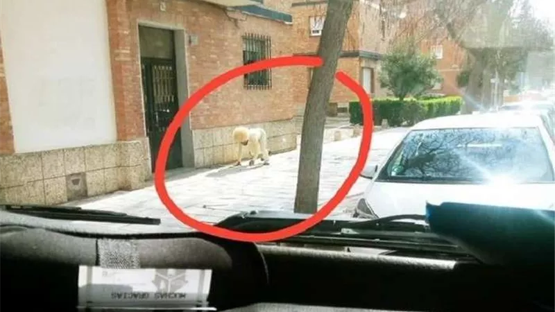 اختبأ في زي كلب.. كورونا يدفع البعض للجنون بإسبانيا