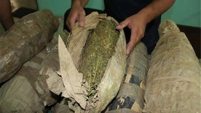 في حملة أمنية.. ضبط 12 طن بانجو و9 كيلو هيروين