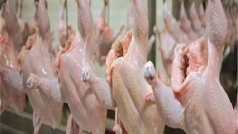 أسعار الفراخ والبط والسمان اليوم الثلاثاء 14-6-2022