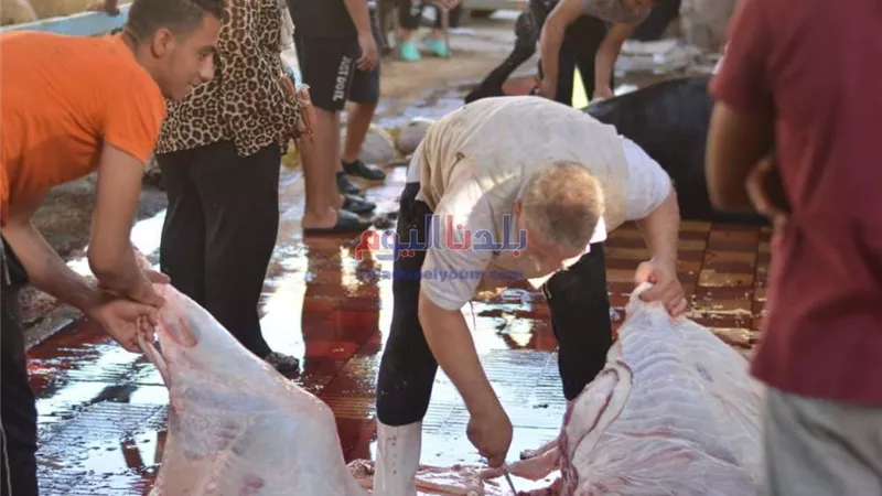 مجلس مدينة قويسنا بالمنوفية يمنع الذبح في المنازل خلال أيام العيد ويعلن العقوبة الفورية