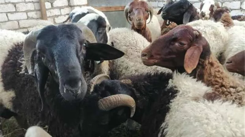 أسعار المواشي في مصر 2022.. وكيف تحصل عليها من منافذ وزارة الزراعة