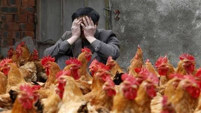 بعد تفشي كورونا.. الزراعة تكشف حقيقة تطور انفلونزا الطيور