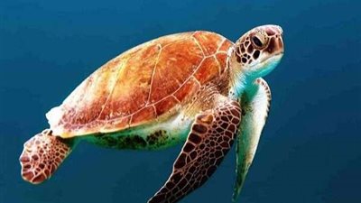 علوم البحار: إنقاذ سلحفاة بحریة مھددة بالانقراض بالغردقة