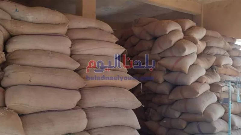 كيل وزارة التموين بالغربية: توريد 210 آلاف طن قمح من محصول الموسم الجديد