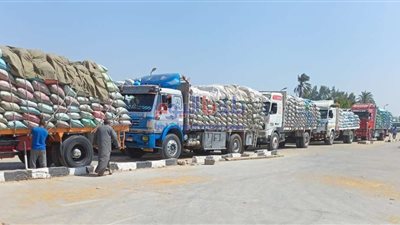 صوامع وشون الشرقية تستقبل 627764 طن من حبوب القمح الذهبية