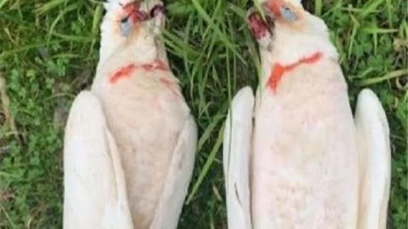 فيلم رعب.. القصة الكاملة لتساقط الطيور من سماء أستراليا