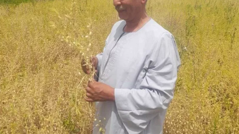 نقيب الفلاحين: خبز البطاطا فكرة غير قابلة للتطبيق في الوقت الراهن