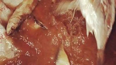 ضبط 2 طن فسيخ غير صالح للاستهلاك الآدمى