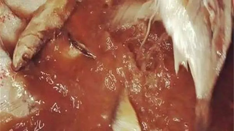 ضبط 2 طن فسيخ غير صالح للاستهلاك الآدمى