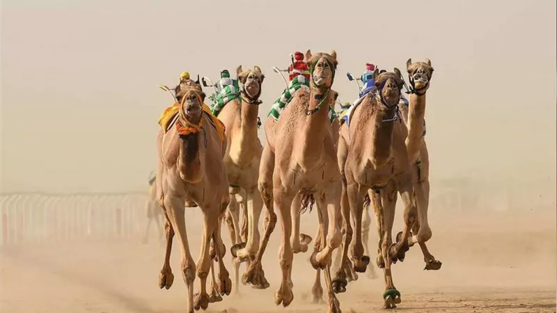 جاسم الكواري: مستقبل سباقات الهجن في مصر واعد