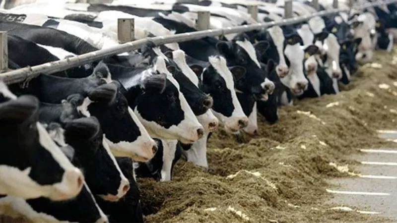 الصك بـ3950 جنيها.. بنك الطعام: نستهدف توزيع لحوم الأضاحي على مليون أسرة