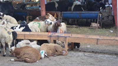 بالمجان.. المجازر بالجيزة تساعد على المواطنين على التضحية وتستقبل الأضاحي خلال هذه الأيام 
