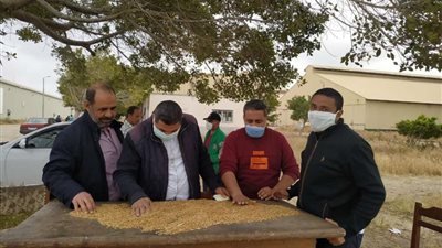 تموين الإسكندرية تستقبل كميات من القمح المحلي مطابق للمواصفات المعتمدة