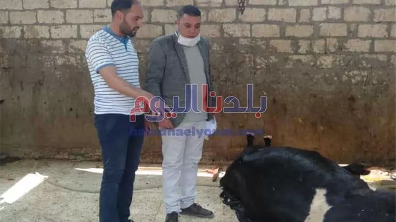 ضبط طن ونصف أسماك مملحة غير صالحة للاستخدام بالبحيرة