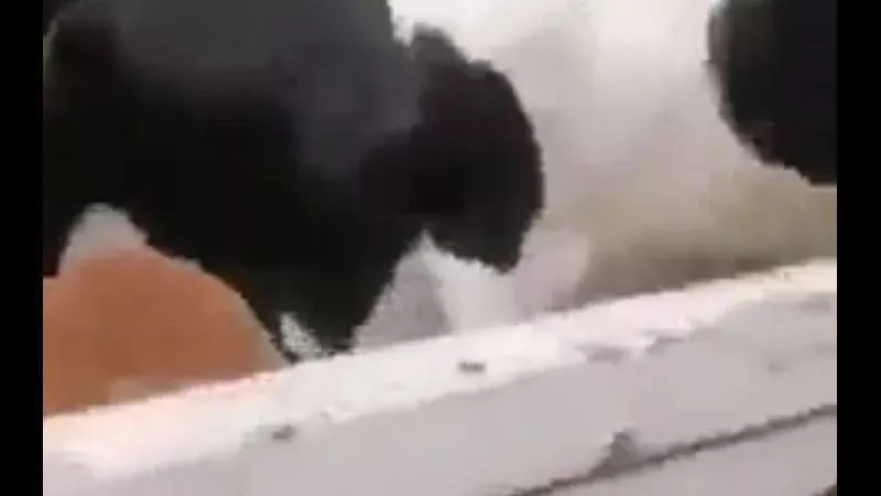 وقع عليه عجل الأضحية.. مصرع طالب بأول أيام عيد الأضحى ببني سويف