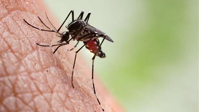 تعرف على الأعراض والأسباب وطرق الوقاية من فيروس زيكا
