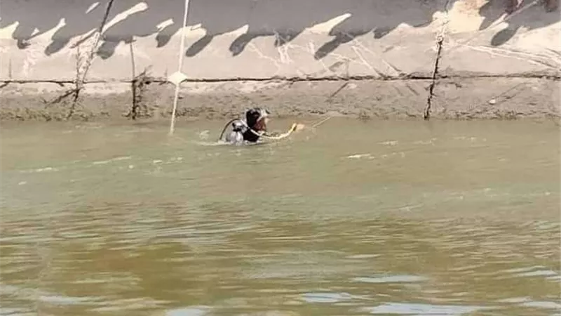 أهلي أشمون ينقذون طفل من الغرق بالمنوفية
