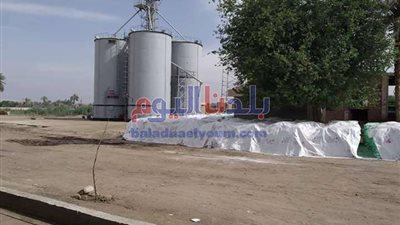 توريد 5384 طن و555 كيلو قمح للشون والصوامع بالقليوبية