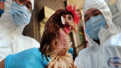 الصحة الصينية تسجل أول إصابة بإنفلونزا الطيور شديدة العدوى
