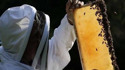 تفشي وباء فيروسي قاتل في ممالك النحل ببريطانيا