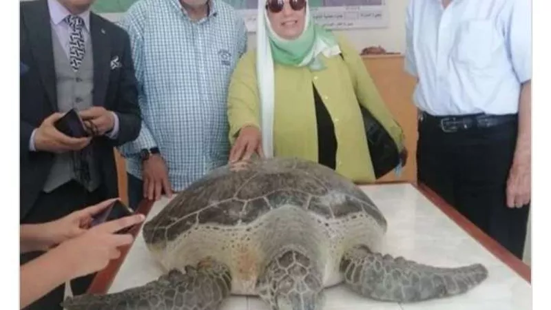 البيئة: إنقاذ سلحفاة بحرية نادرة بالسويس