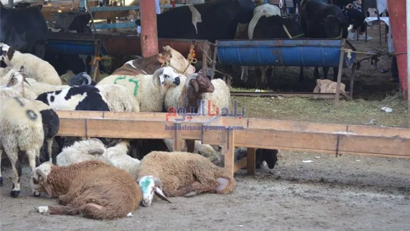 قرار رئاسي بعمل برتوكول تعاون بين وزارتي التضامن والأوقاف لـ توزيع الأضاحي على مدار العام لمستحقيها