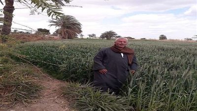 محافظ القليوبية: حصاد 34400 فدان قمح من إجمالي 51632