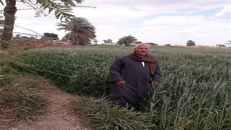محافظ القليوبية: حصاد 34400 فدان قمح من إجمالي 51632