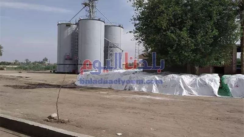 توريد 72 ألف و262 طن قمح بالمنوفية واستمرار عمليات التوريد حتى نهاية الموسم