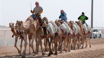 حمد الهديفي: العرب أصل رياضة الهجن وعلينا الاستمرار في نشرها