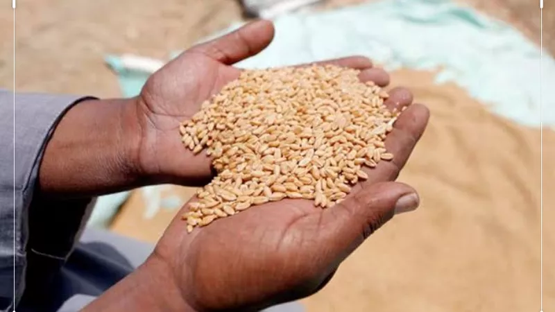 توريد 76 ألف و674 طن قمح بصوامع ومطاحن الغربية