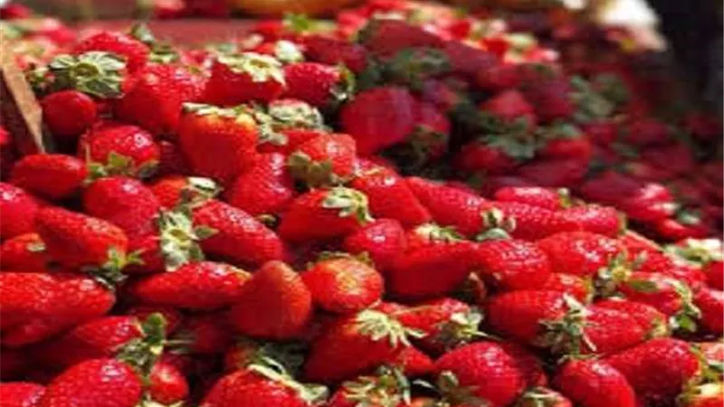 مركز التجارة العالمية: مصر الأولى عالميا في تصدير الفراولة المجمدة