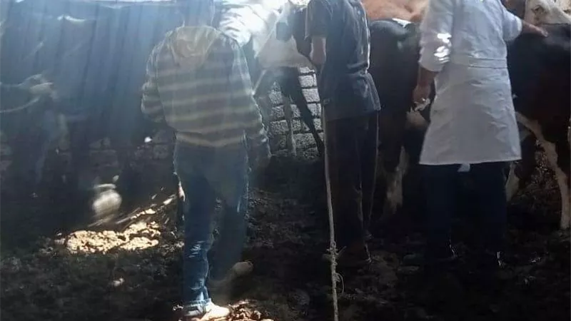محافظ بني سويف يؤكد على ضرورة الاهتمام بالثروة الحيوانية