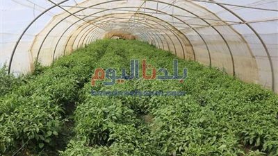 مصر تحتل المرتبة الأولى عالميا في تصدير الحاصلات الزراعية.. فيديو