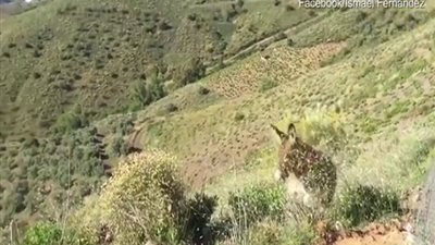 في لقطة مؤثرة.. شاهد بكاء حمار بعد رؤية صاحبه