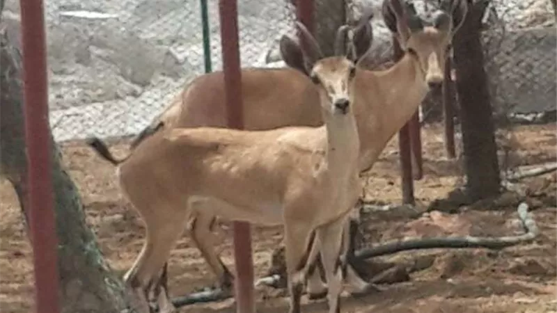 بدون رؤوس.. أشخاص يصطادون وعول نادرة 
