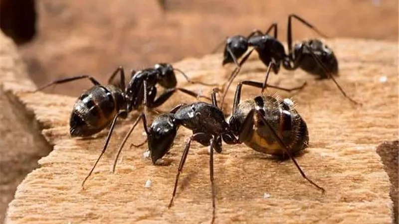 أبرزها الماء والصابون.. طرق للتخلص من الحشرات في المنزل