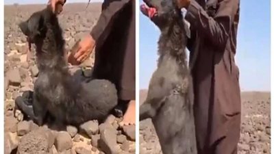 شاهد|| مواطنون ينتقمون من ذئب مهدد بالانقراض انقض على سعوديين في منازلهم