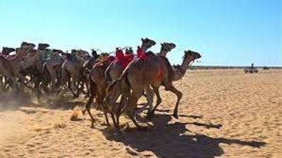 عبد الفضيل شوشة: تنظيم سباق دولي للهجن بالعريش إبريل المقبل