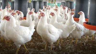 بالأرقام.. أسعار الدواجن والبيض اليوم الأحد