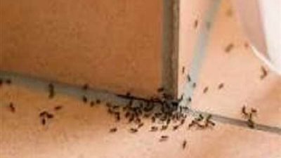تعرف على طريقة تخلصك من النمل الصغير  بالمنزل