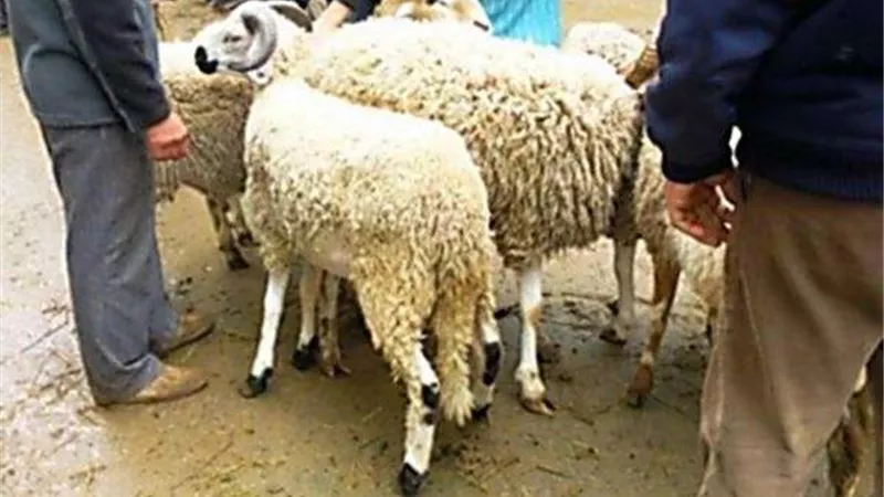 هل يجوز إعطاء الأقارب من النذر؟..دار الإفتاء تجيب