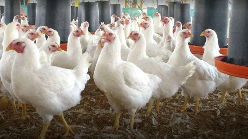 بالأرقام.. أسعار الدواجن والبيض اليوم الأحد