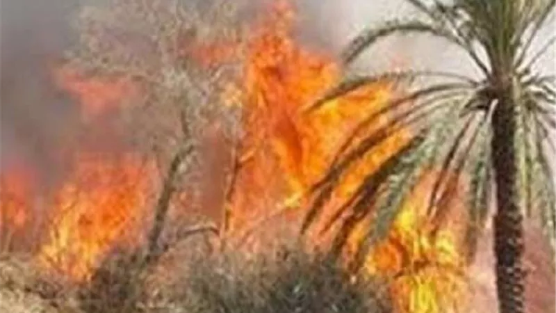 إصابة 5 أشخاص بالاختناق بسبب حريق بقطعة أرض زراعية بأسوان