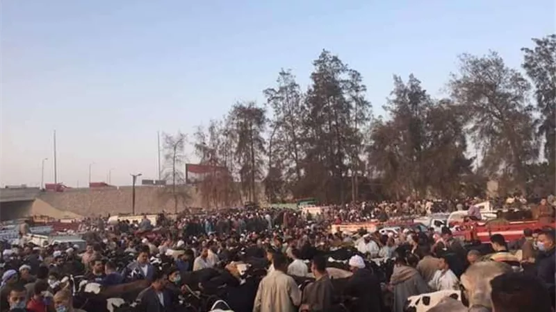 إقامة سوق المواشي في بنها.. ورئيس المدينة يتخذ إجراءات عاجلة